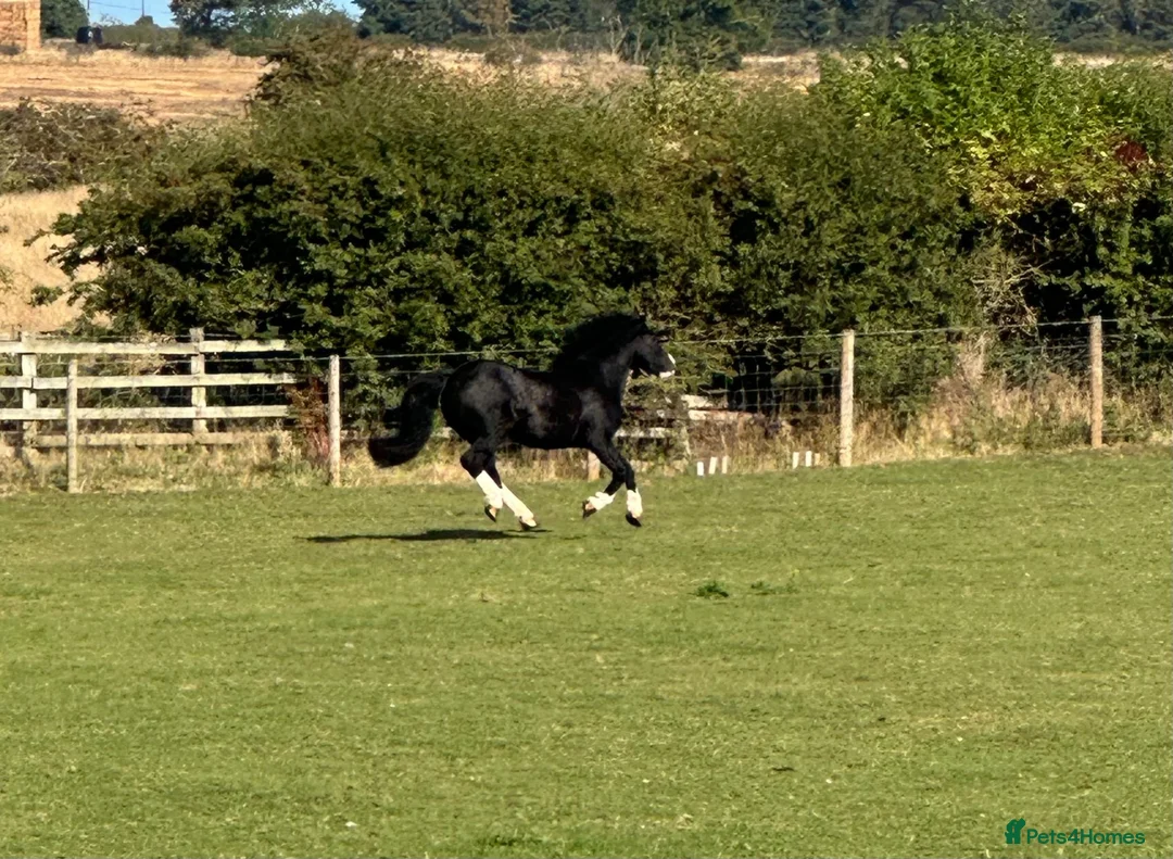 Welsh Section C horses for sale: Cob x Welsh  - Advert 2