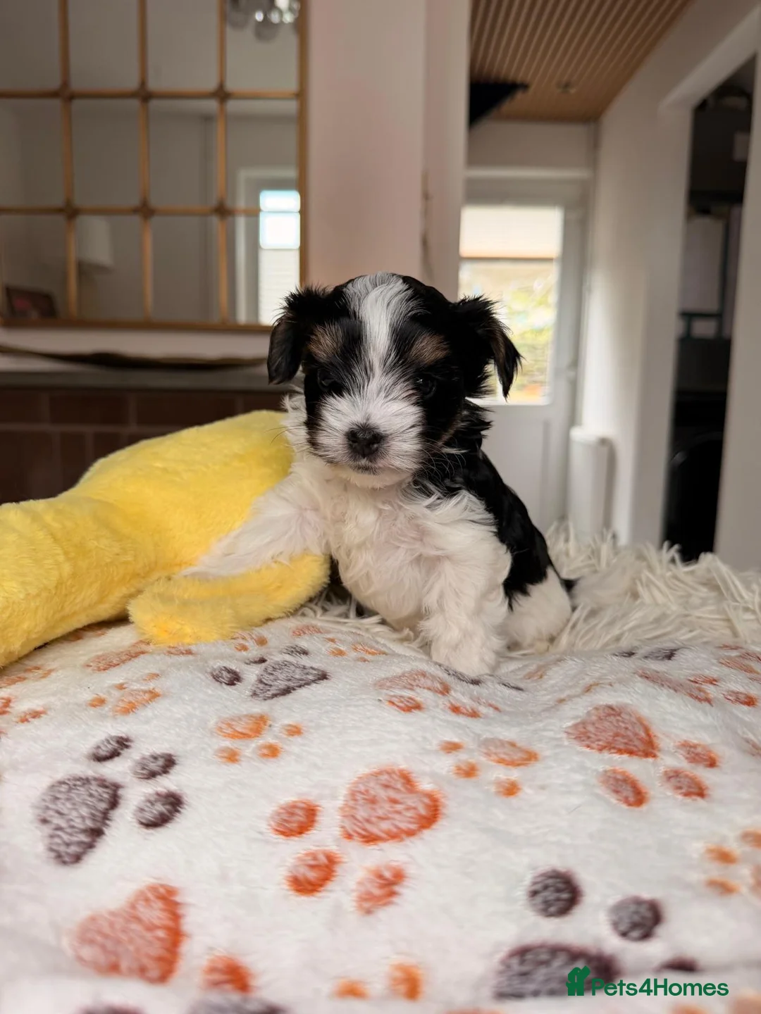 Biewer Terrier dogs for sale: Biewer Yorkshire Terrier Puppies 5⭐ Licensed - Advert 34