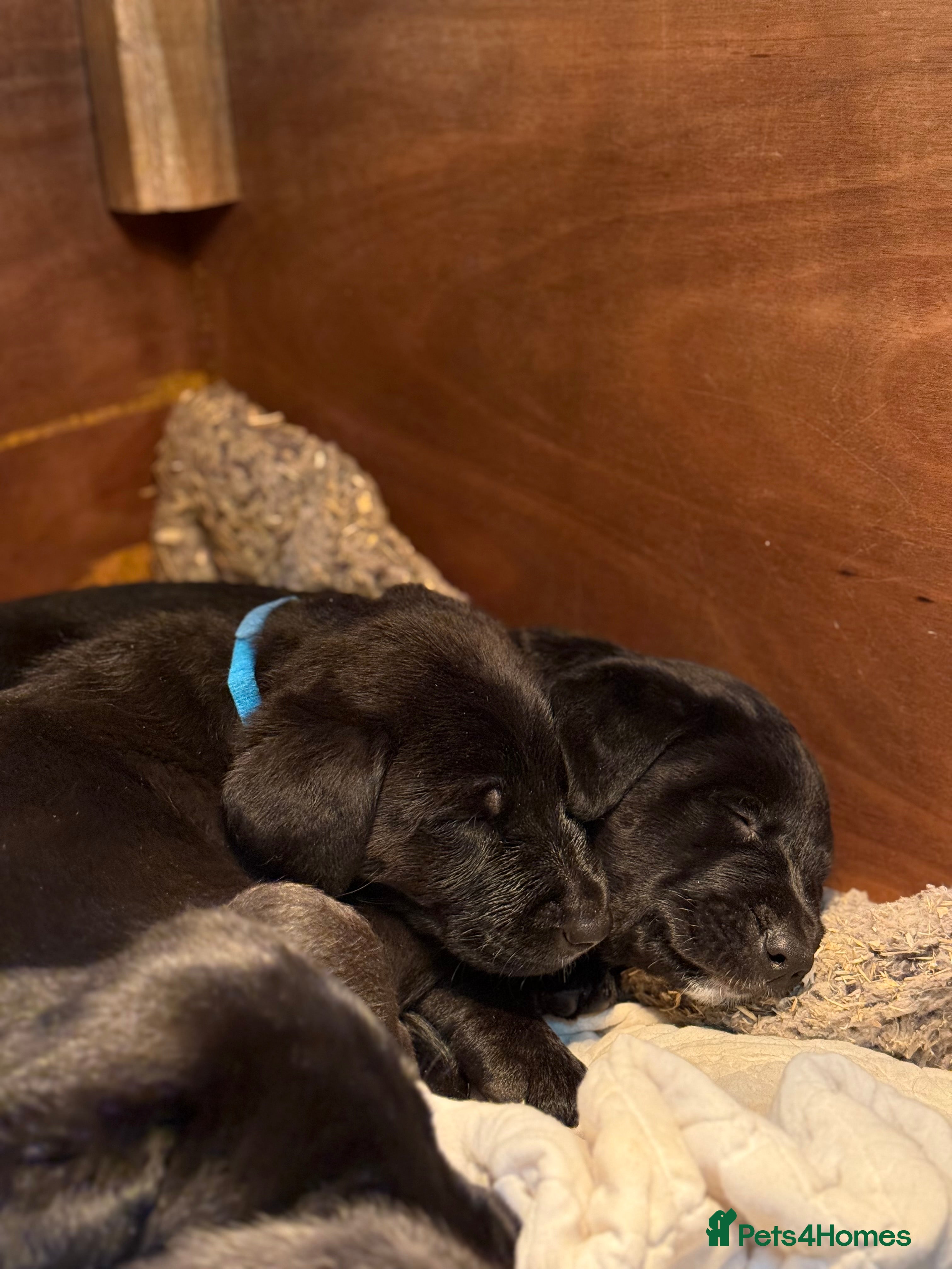 Mixed Breed dogs Huntaway x Labrador (Huntadors) - Advert 1