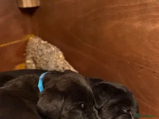 Mixed Breed dogs Huntaway x Labrador (Huntadors) - Advert 13