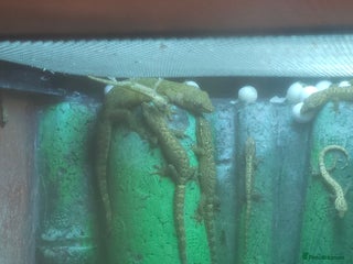 Gecko reptiles - Advert 1