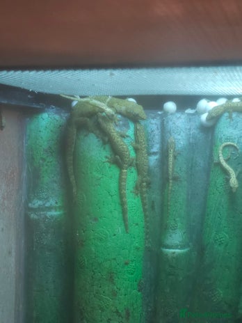 Gecko reptiles - Advert 1