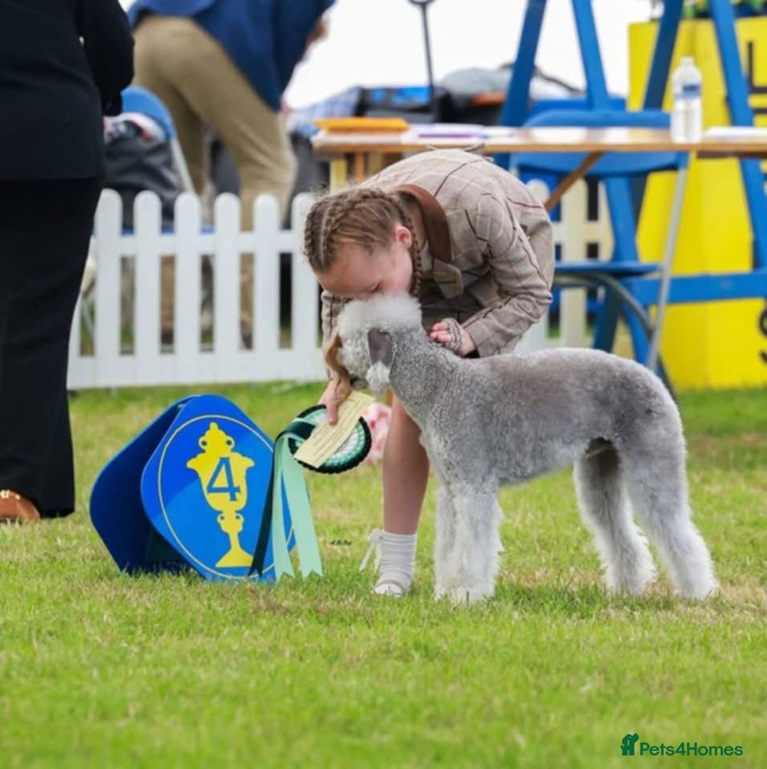 Bedlington Terrier dogs for sale: Champion Sired KC Reg Bedlington Terrier Puppies  - Advert 5