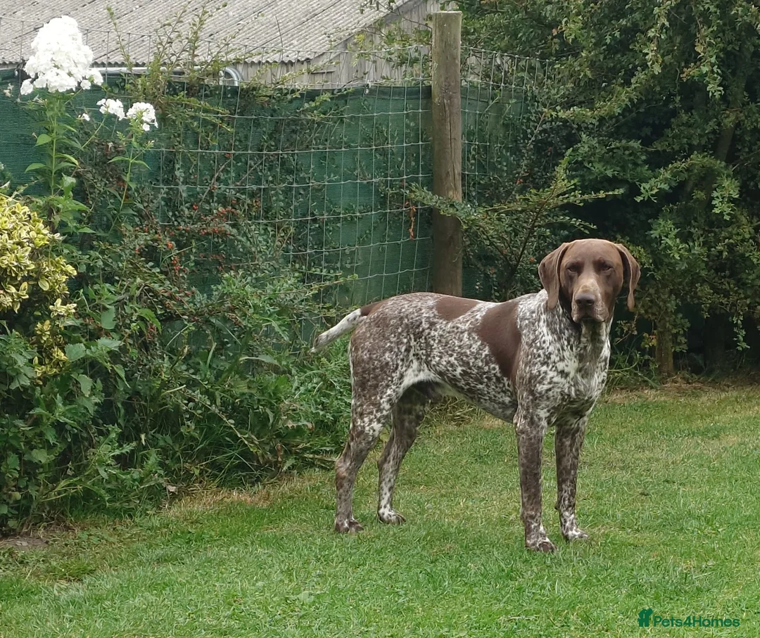 German Shorthaired Pointer dogs for stud: German Shorthaired Pointer at stud. - Advert 2