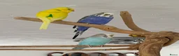 Budgerigars birds for sale: Budgies and cage  in Nottingham - Advert 1