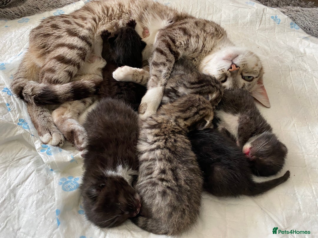 Bengal cats for sale: Mixed Stunning Bengals  - Image 2