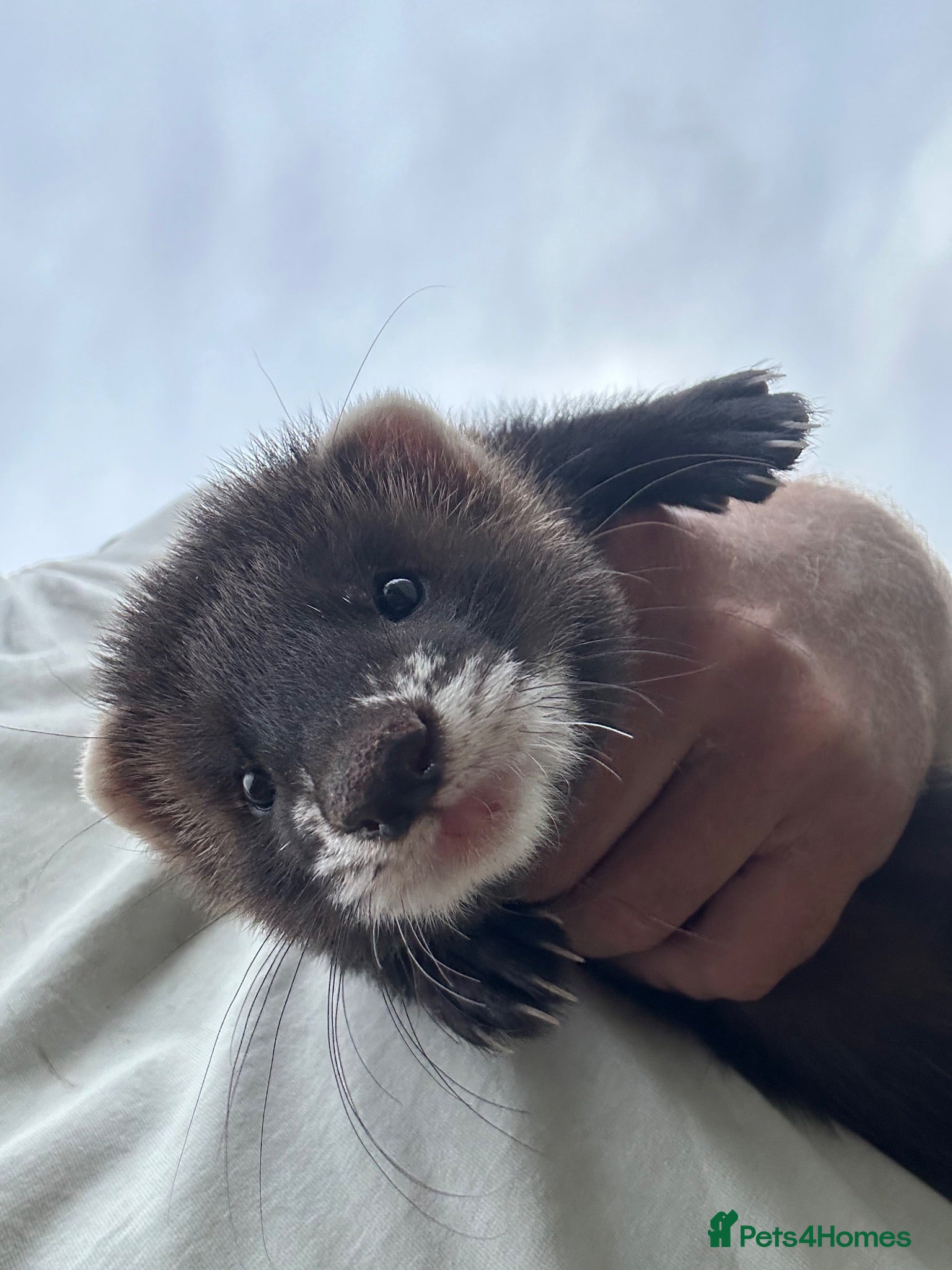 Ferret rodents Ferret kits  - Advert 7
