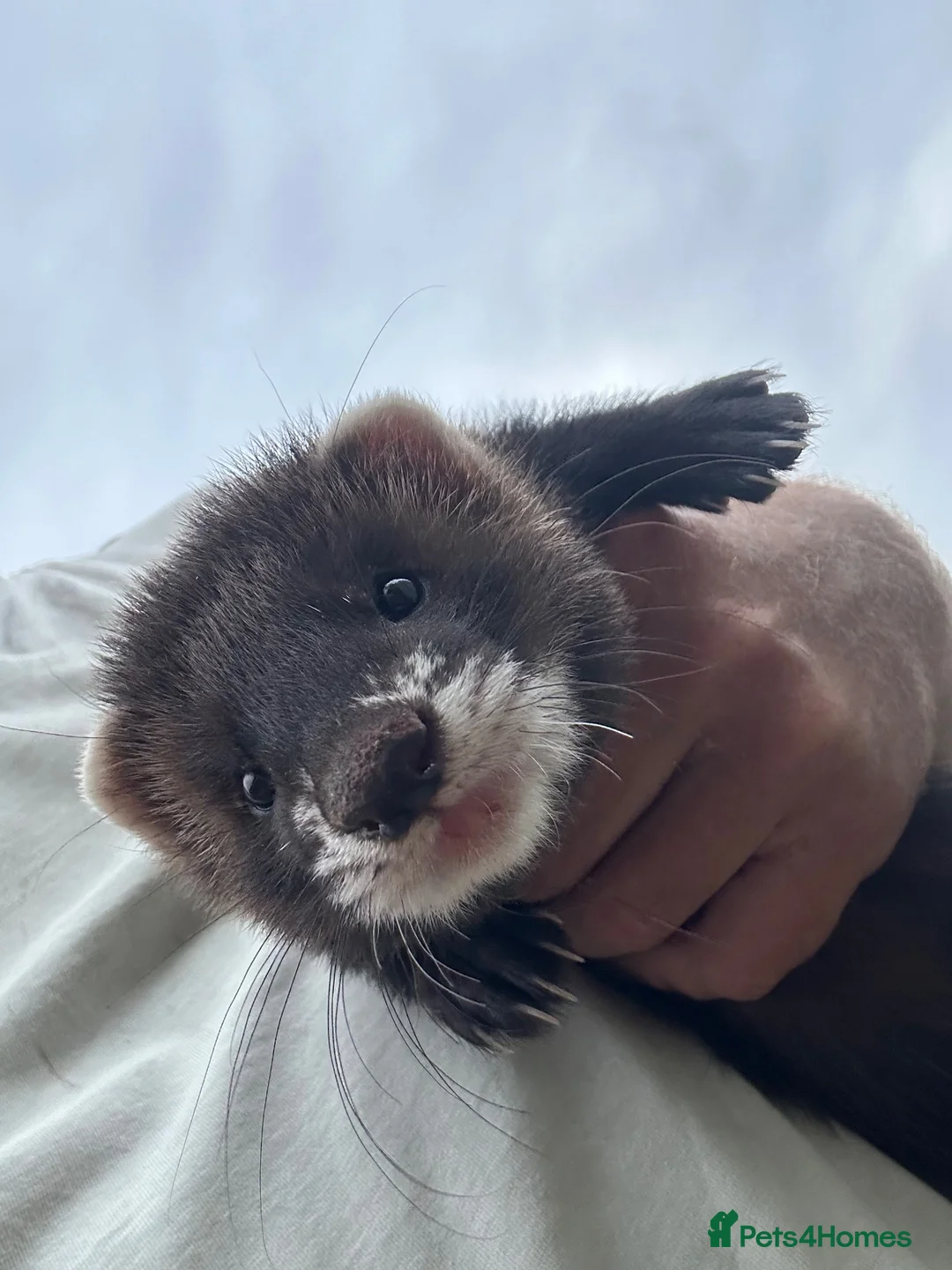 Ferret rodents for sale: Ferret kits  - Advert 1