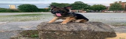 German Shepherd dogs for sale: Zeus is looking for his forever home 🏠  - Advert 2
