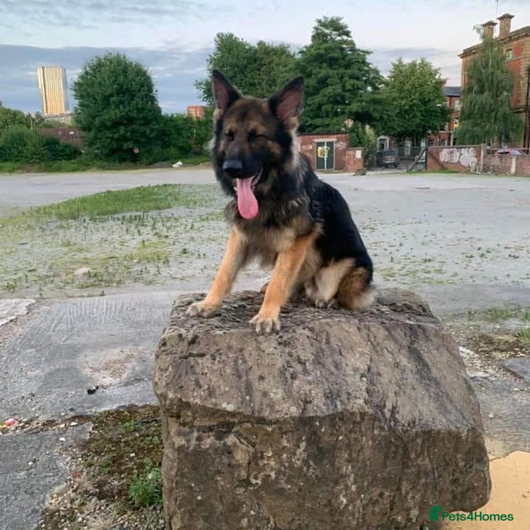 German Shepherd dogs for sale: Zeus is looking for his forever home 🏠  - Advert 2