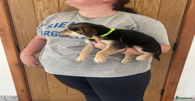 Mixed Breed dogs - Advert 3