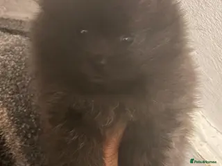 Pomeranian dogs Pomeranian puppies - Advert 10