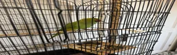 Ringnecks birds for sale: Green ringneck female parrot. - Advert 7