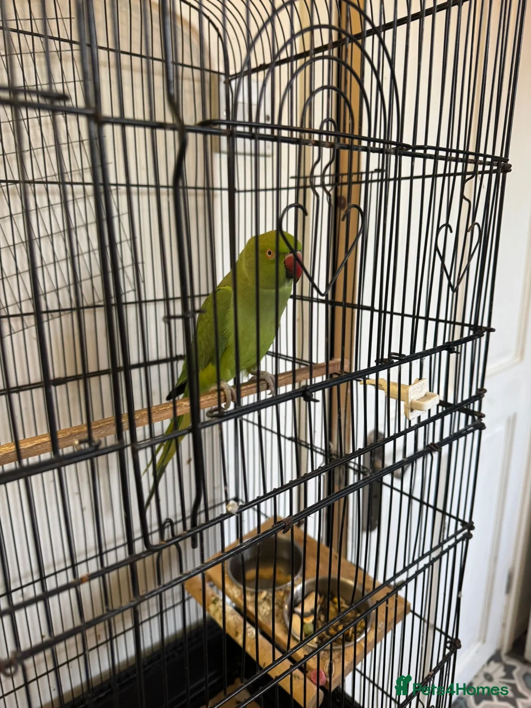 Ringnecks birds for sale: Green ringneck female parrot. - Advert 7