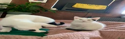 Mixed Breed cats for sale: 2 adorable boys  - Advert 9