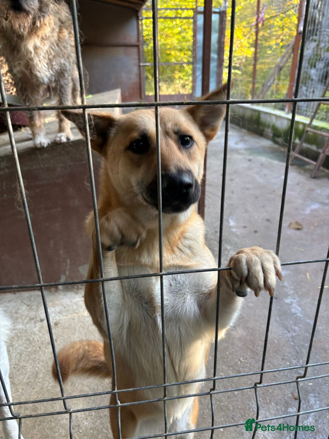 Mixed Breed dogs for adoption: Eva is ready for a second chance  - Advert 6