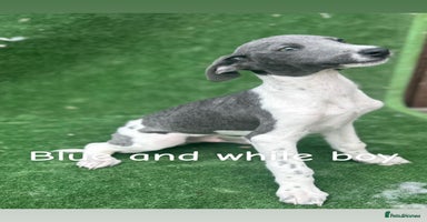 Whippet dogs - Advert 13