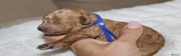 Poochon dogs for sale: F1 Poochon puppies Health Tested parents  - Advert 18