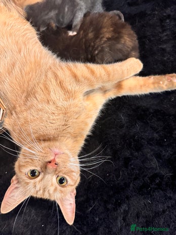 Mixed Breed cats - Advert 10