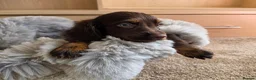 Cocker Spaniel dogs for sale: Working Type Cocker Spaniels - Advert 9