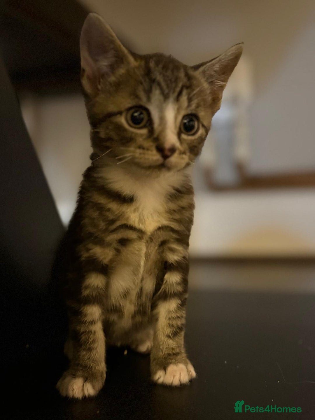 Mixed Breed cats for sale: 3 beautiful tabby kittens  - Advert 5