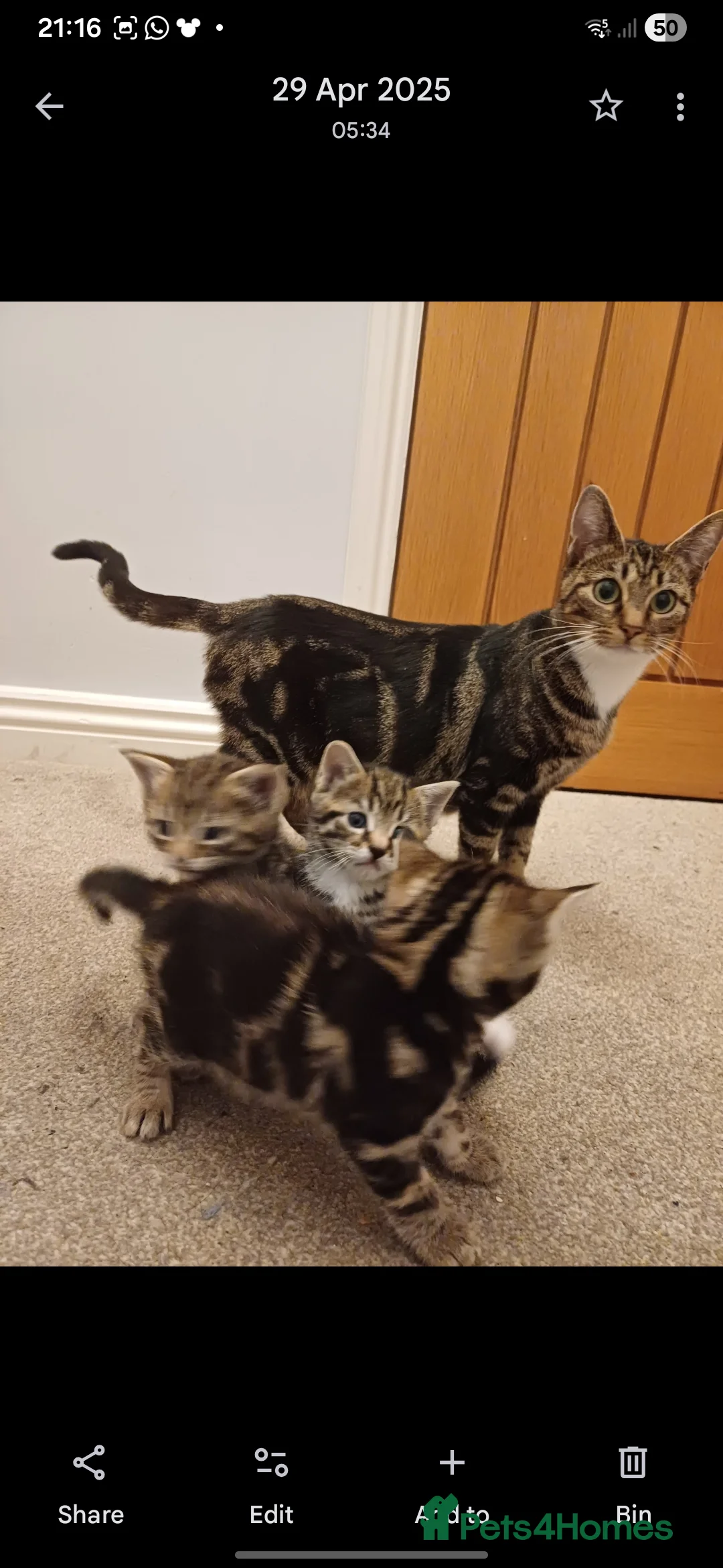 Mixed Breed cats for sale: 4 beautiful kittens for sale.  - Advert 9