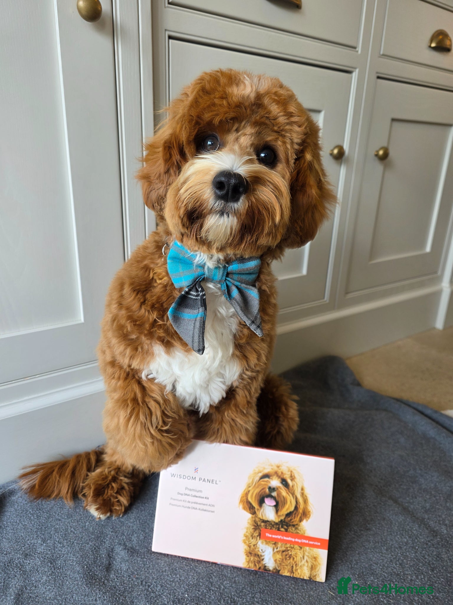 Cavapoo dogs Cavapoo avaiable for stud - Advert 6