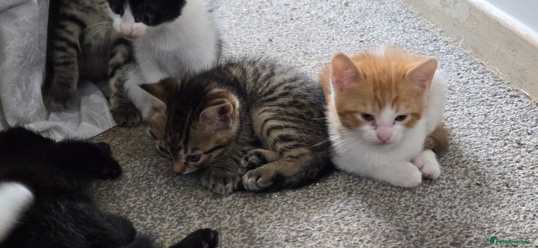Mixed Breed cats for sale: 7 beautiful babies, 2 black/white are polydactyl  - Image 13