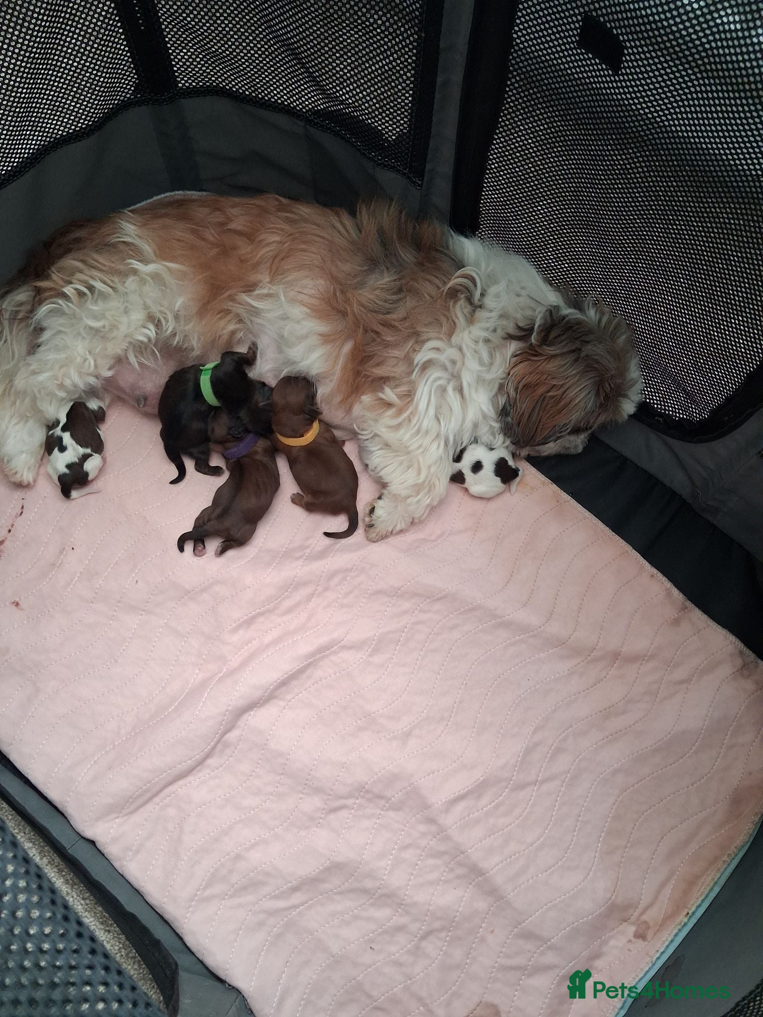 Shih Tzu dogs Shih tzu  - Advert 1