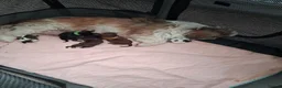 Shih Tzu dogs for sale: Shih tzu  in Sheffield - Advert 1