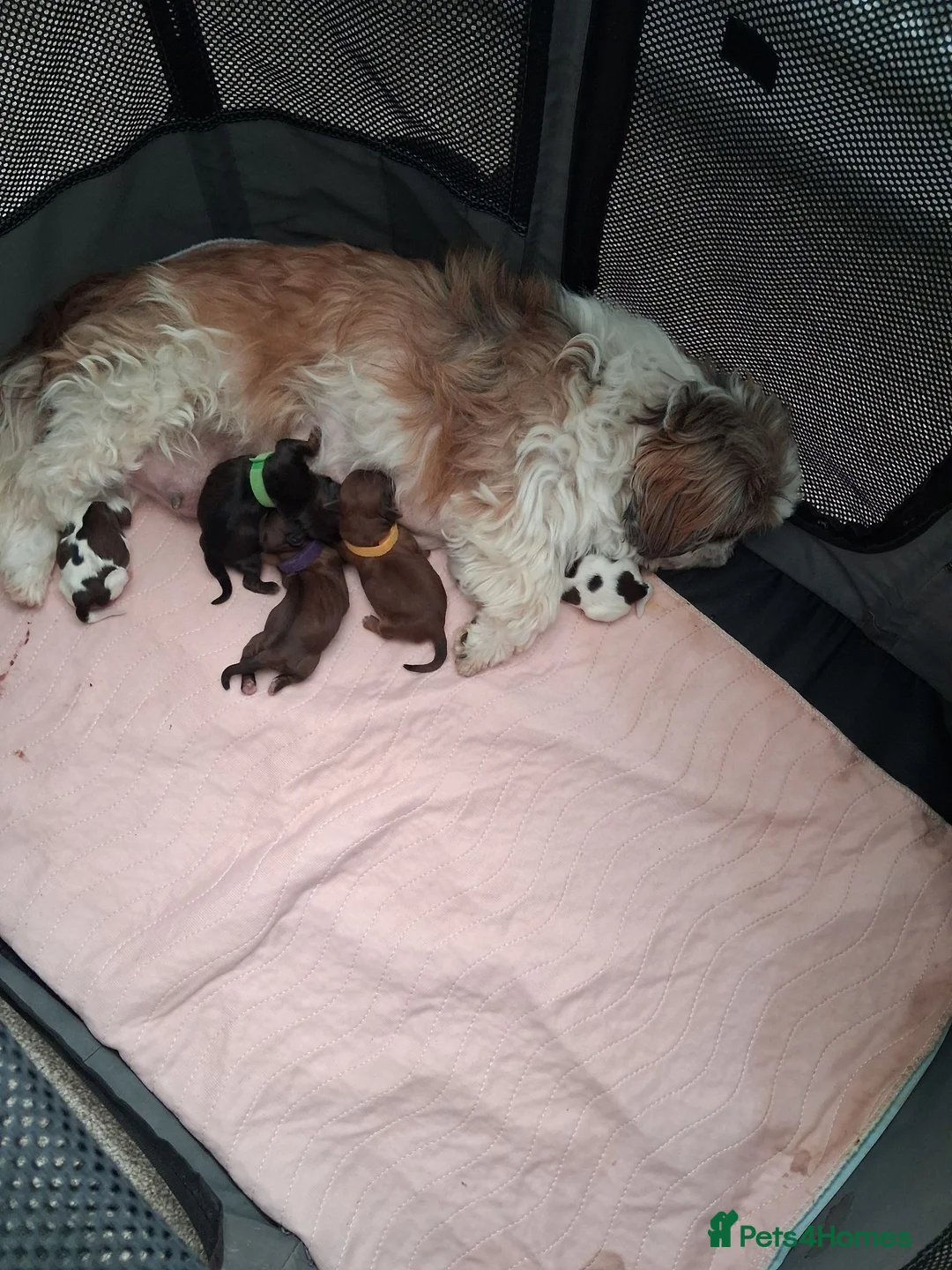 Shih Tzu dogs for sale: Shih tzu  in Sheffield - Advert 1