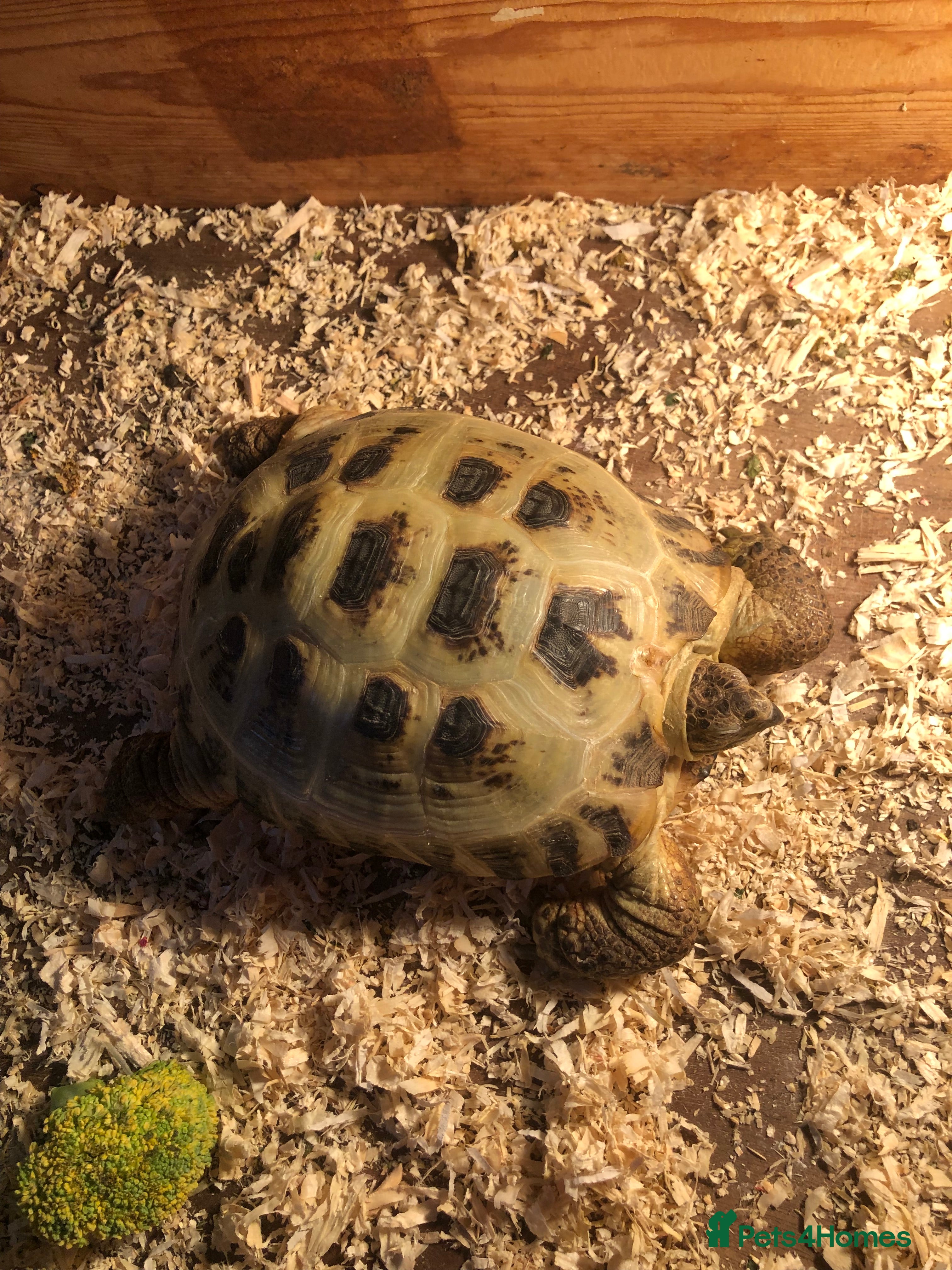 Tortoise reptiles Horsfield tortois - Advert 1