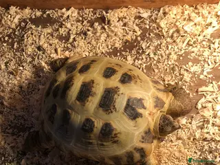 Tortoise reptiles Horsfield tortois - Advert 1