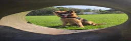German Shepherd dogs for sale: German Shepherd Pup  - Advert 3
