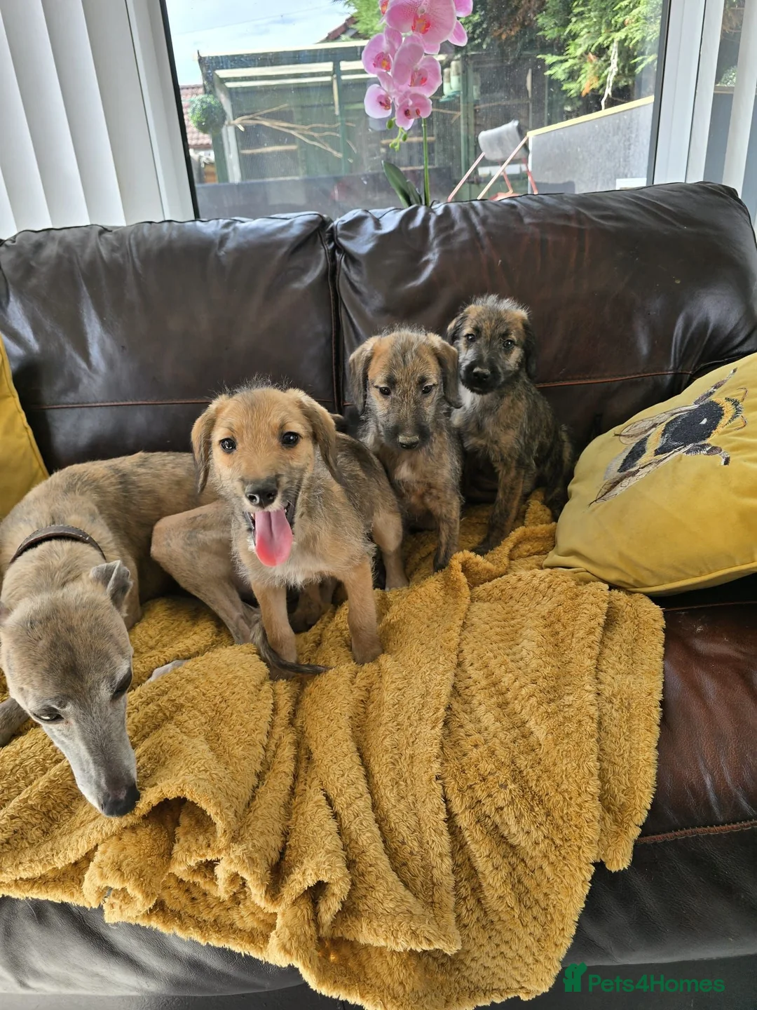 Mixed Breed dogs for sale: Bedlington x whippet pups in Durham - Advert 7