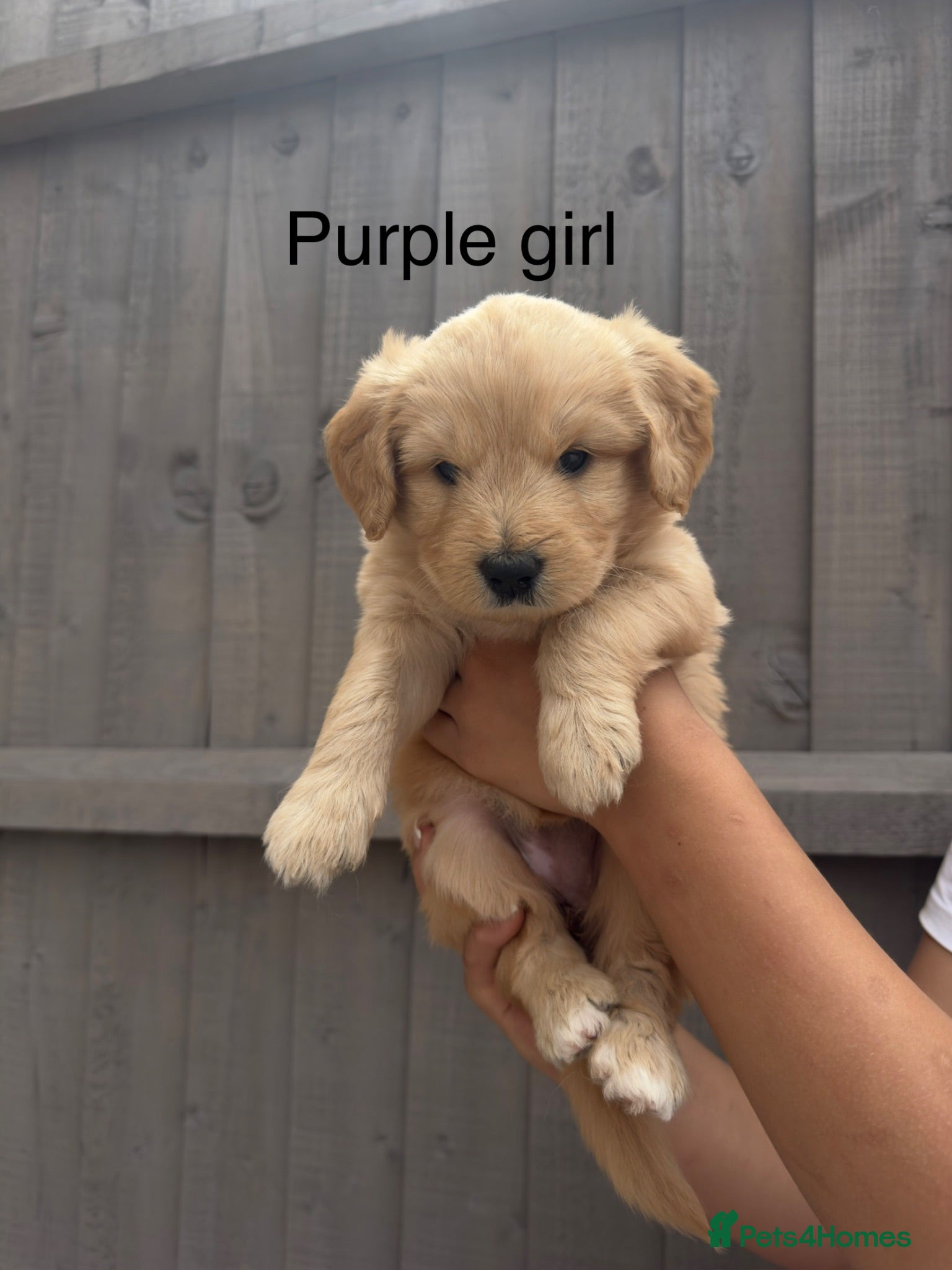 Goldendoodle dogs Goldendoodle  - Advert 12