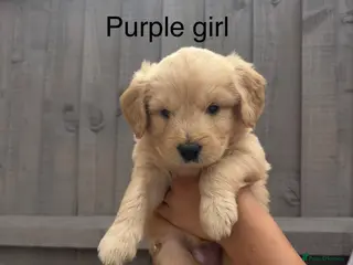 Goldendoodle dogs Goldendoodle - Advert 1