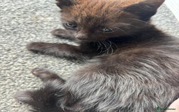 Brazilian Shorthair cats for sale: Black kittens for sale still available - Image 12