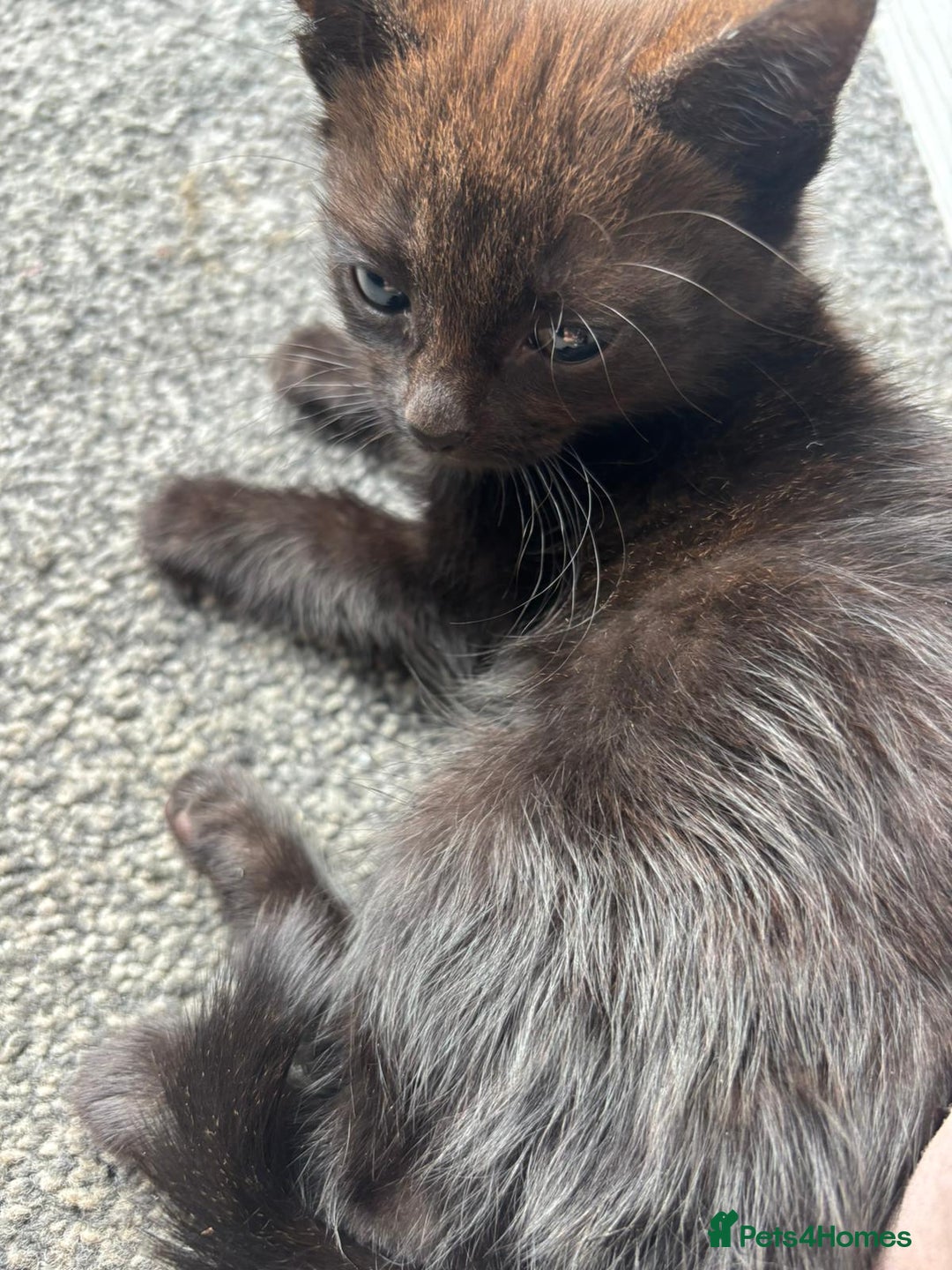 Brazilian Shorthair cats for sale: Black kittens for sale still available - Image 12