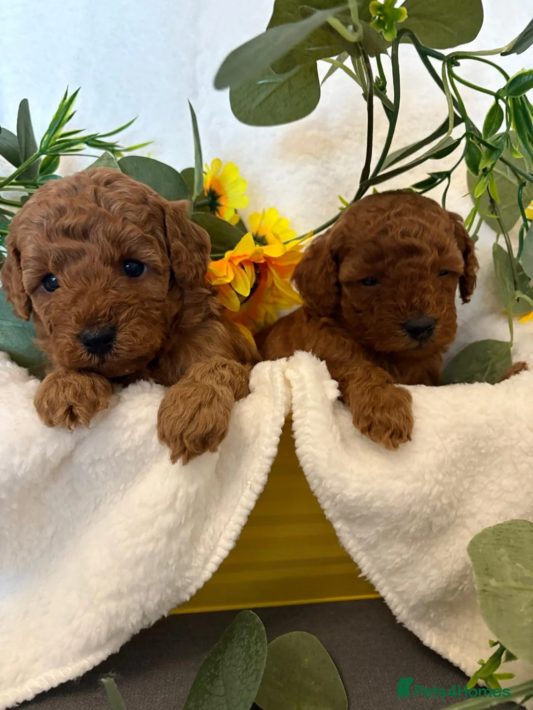 Cavapoo dogs for sale: F1b Fox Red Cavapoos - Advert 2