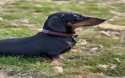 Miniature Dachshund dogs for sale: Two beautiful, sweet natured little boy puppies  - Image 6