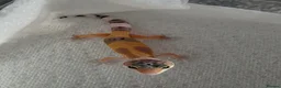 Gecko reptiles for sale: Lepord gekos black night x tangerine babys in Tiverton - Advert 5