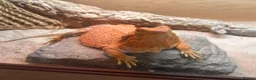 Bearded Dragon reptiles for sale: Female bearded dragon for sale  in Peterborough - Advert 7
