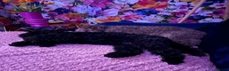 Toy Poodle dogs for sale: Black toy poodle in Manchester - Advert 24