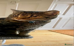 Bengal cats for sale: 2yo make bengal needs re-homing  - Image 3