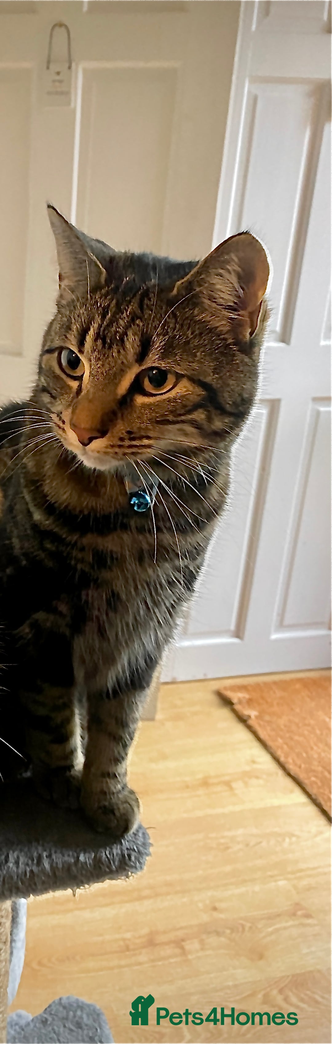 Bengal cats for sale: 2yo make bengal needs re-homing  - Image 3
