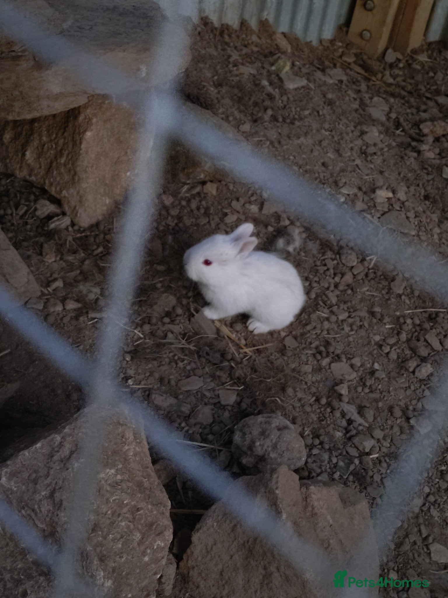 Mixed Breed rabbits for sale: New Zealand White cross Californian Rabbit - Advert 3
