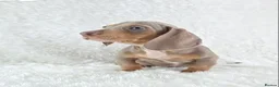 Miniature Dachshund dogs for sale: Stunning Miniature Dachshund Puppies  - Advert 32
