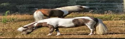 Miniature horses for sale: Reg American Miniature Horse Filly - Advert 2