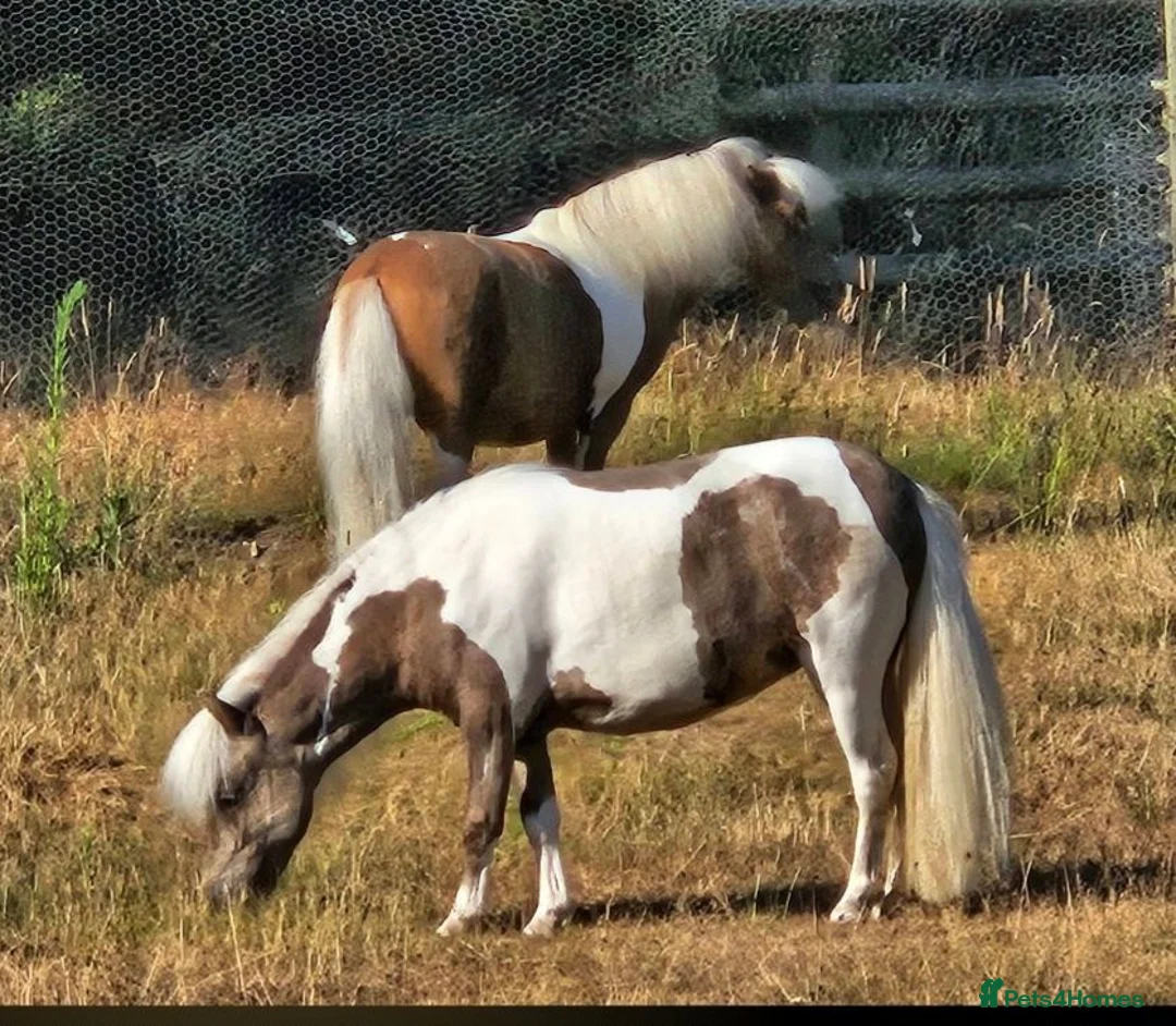 Miniature horses for sale: Reg American Miniature Horse Filly - Advert 2